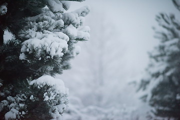 Image showing christmas evergreen pine tree covered with fresh snow