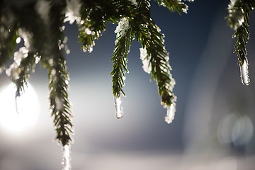 Image showing tree covered with fresh snow at winter night