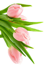 Image showing Pink Spring Tulips