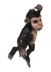 Image showing Little Chimp Monkey on White