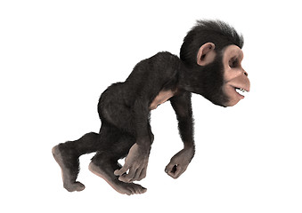 Image showing Little Chimp Monkey on White