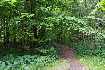 Image showing summer forest and path
