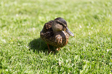Image showing duck walking on green summer meadow