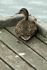 Image showing sitting duck