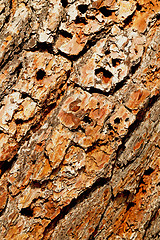 Image showing barck in the abstract close up of a tree color and texture