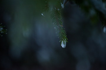 Image showing christmas evergreen pine tree covered with fresh snow