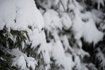 Image showing christmas evergreen pine tree covered with fresh snow