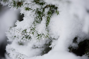 Image showing christmas evergreen pine tree covered with fresh snow