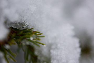 Image showing christmas evergreen pine tree covered with fresh snow