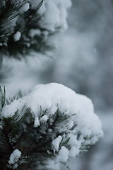 Image showing christmas evergreen pine tree covered with fresh snow