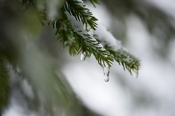 Image showing christmas evergreen pine tree covered with fresh snow