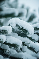 Image showing christmas evergreen pine tree covered with fresh snow