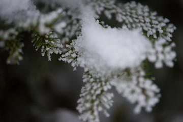 Image showing christmas evergreen pine tree covered with fresh snow