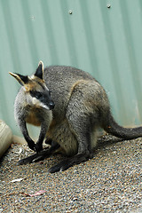 Image showing kangaroo