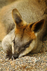 Image showing resting kangaroo