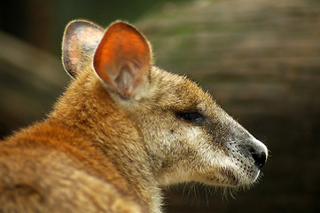 Image showing kangaroo detail