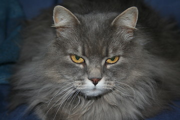 Image showing Scandinavian cat