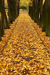 Image showing autumn alley