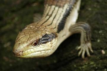 Image showing lizard detail