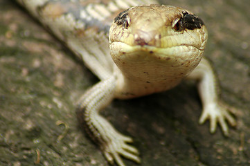 Image showing curious lizard