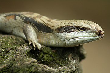 Image showing lizard detail