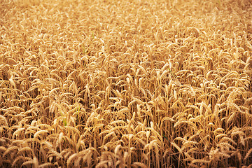 Image showing field of ripening wheat ears or rye spikes