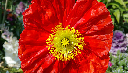 Image showing Beautiful bright red poppy