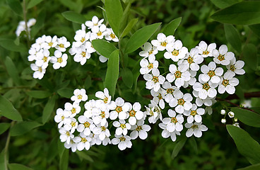 Image showing White spring flowers