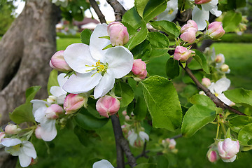 Image showing Beautiful flowers of spring apple-tree 