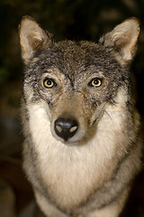 Image showing wolf