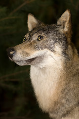 Image showing wolf