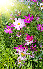 Image showing Beautiful Cosmos flowers