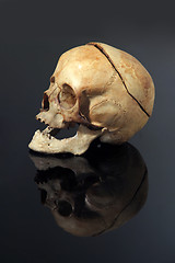 Image showing real skull