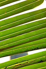 Image showing   leaf  abstract  thailand in the light   background  of  