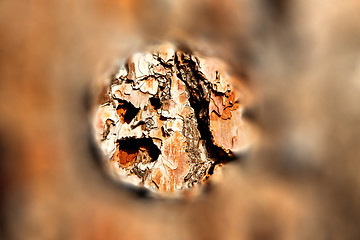 Image showing barck in the abstract close up of a tree color and texture