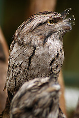 Image showing Tawny Frogmouth