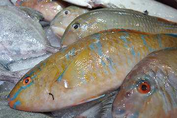 Image showing TuskFish in market for sale