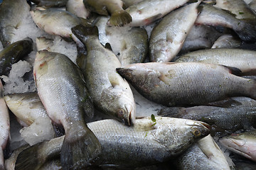 Image showing Milk fish in the market