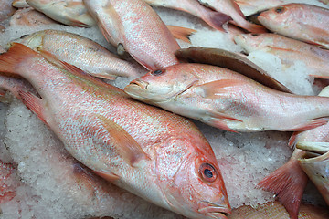 Image showing Red tilapia fish on ice