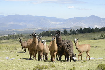 Image showing Llamas family on the field.