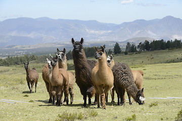 Image showing Llamas family on the field.