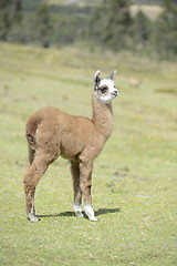 Image showing Baby alpaca.