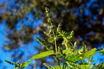 Image showing detail of patchouli flowers