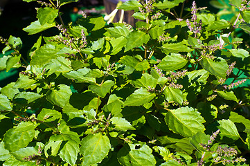 Image showing flowering patchouli plant in sunshine