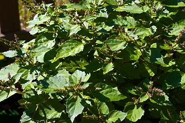 Image showing patchouli plant with flowers