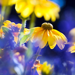 Image showing Yellow autumn flower