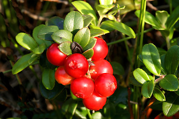 Image showing Mountain cranberry fruit