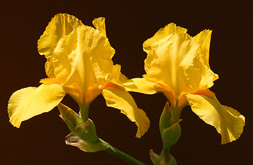 Image showing Yellow iris