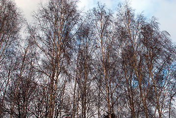 Image showing birch trees in the winter time