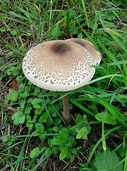 Image showing Parasol Mushroom